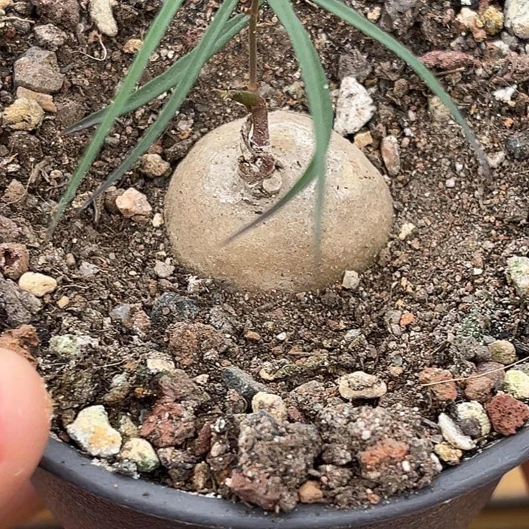 潮流植物润肺草，大漏
