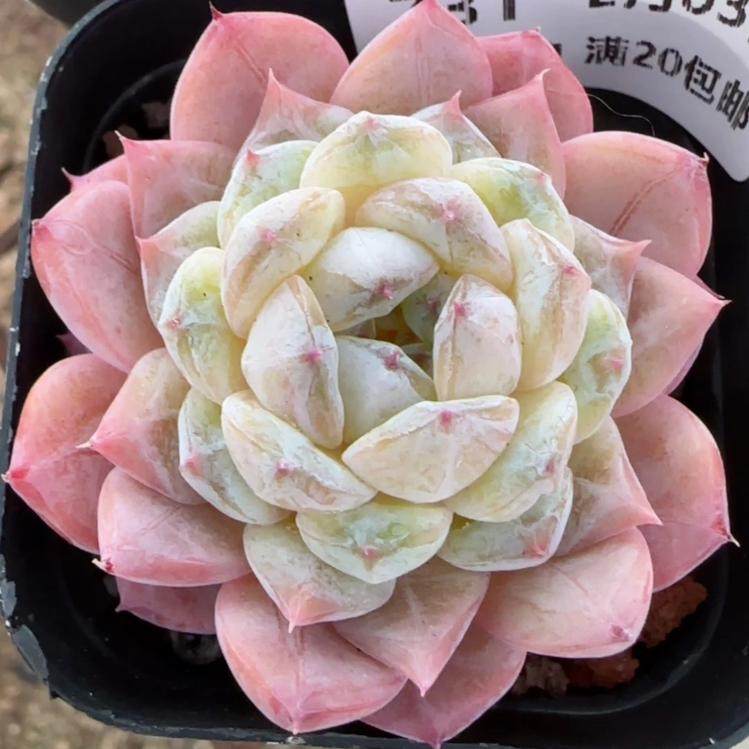 花语逸镜0203-731