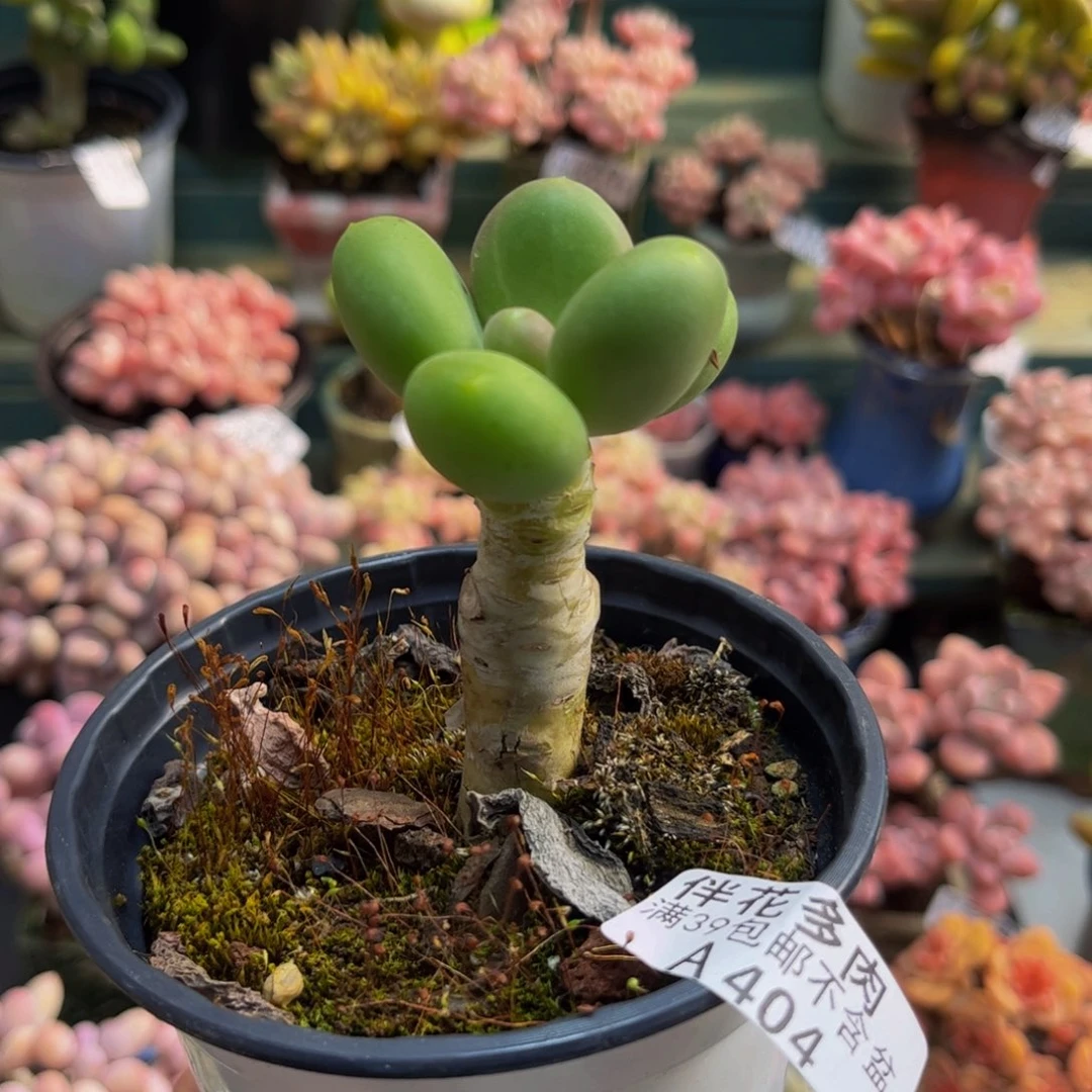 404芒果奶5cm多肉