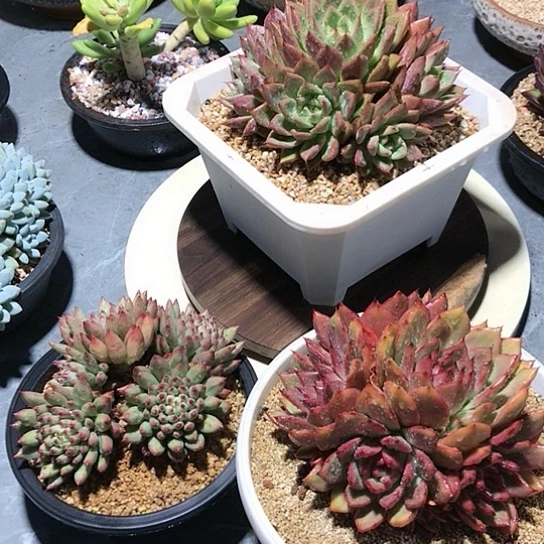 心***情多肉植物组合盆栽植物3个