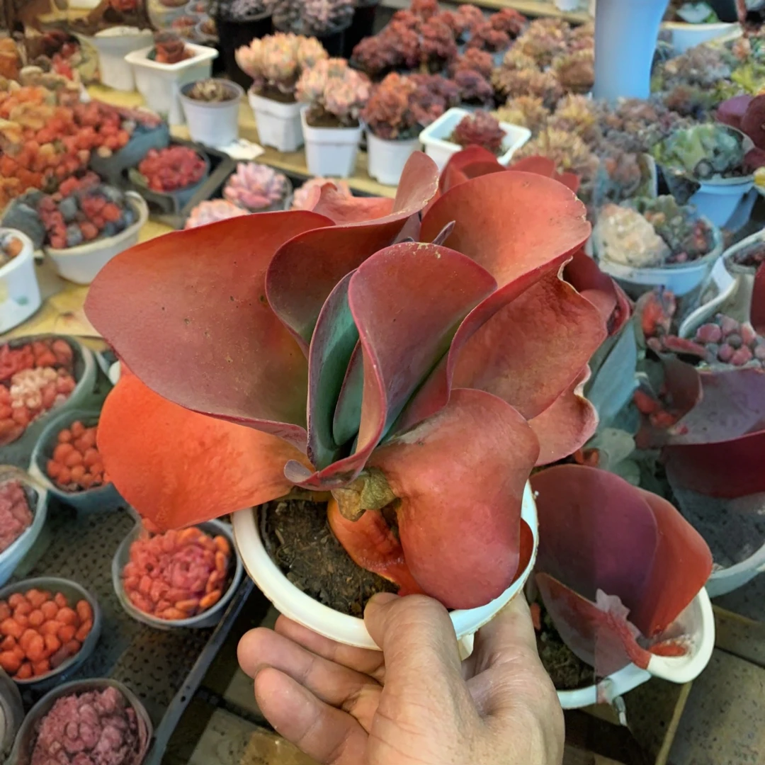 唐印脱土发货精品多肉