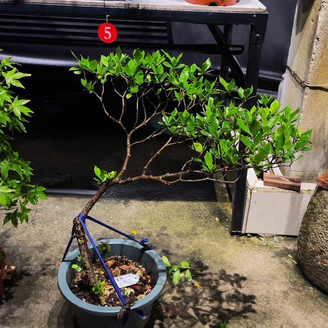一***年无花朵栀子花包邮哦哦哦