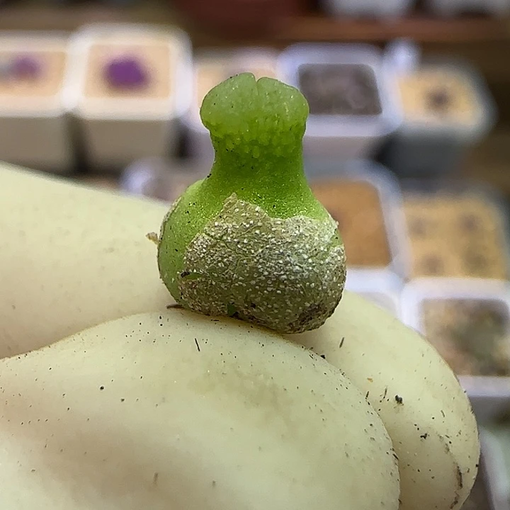 933园艺优选小葫芦