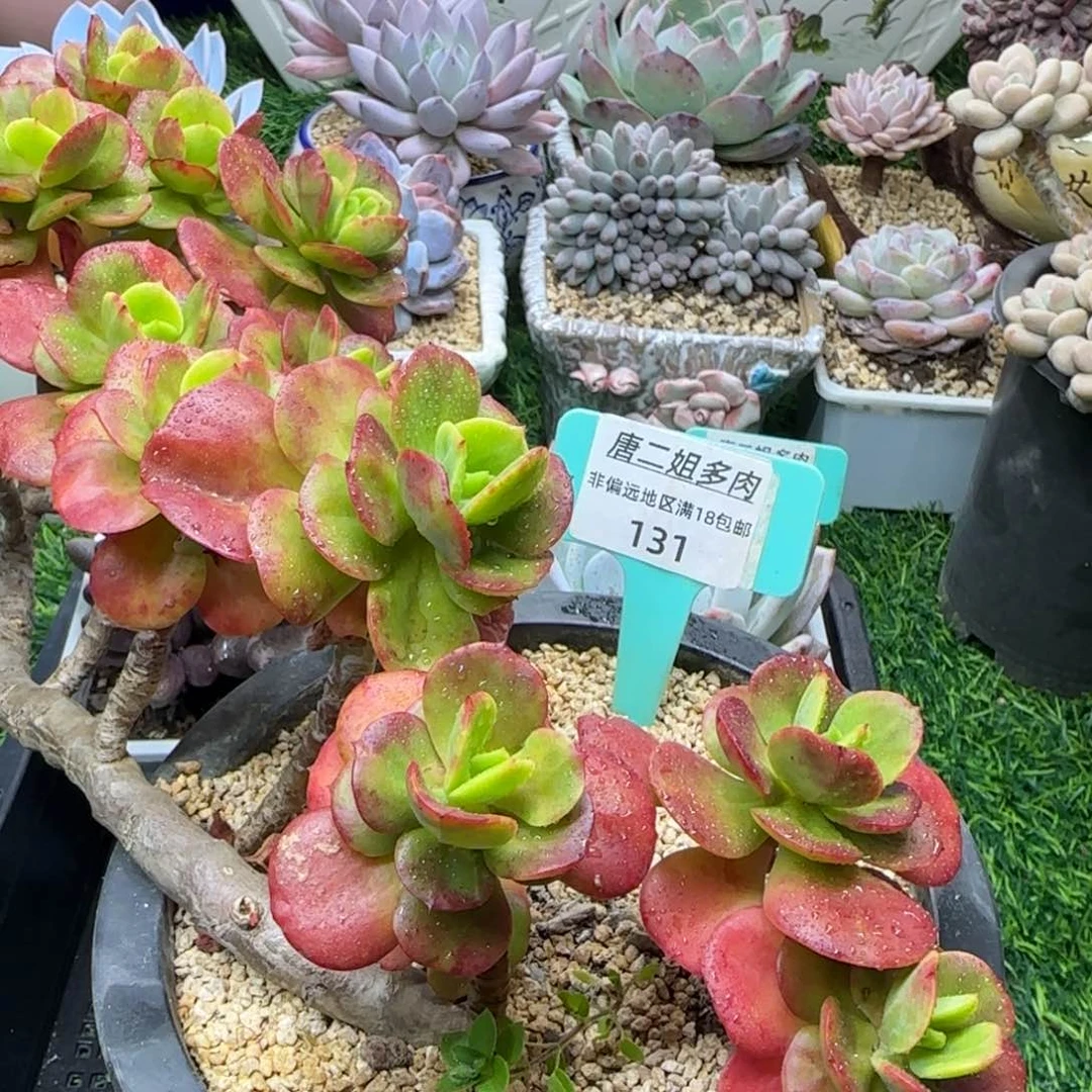 静**听唐二姐多肉编号131