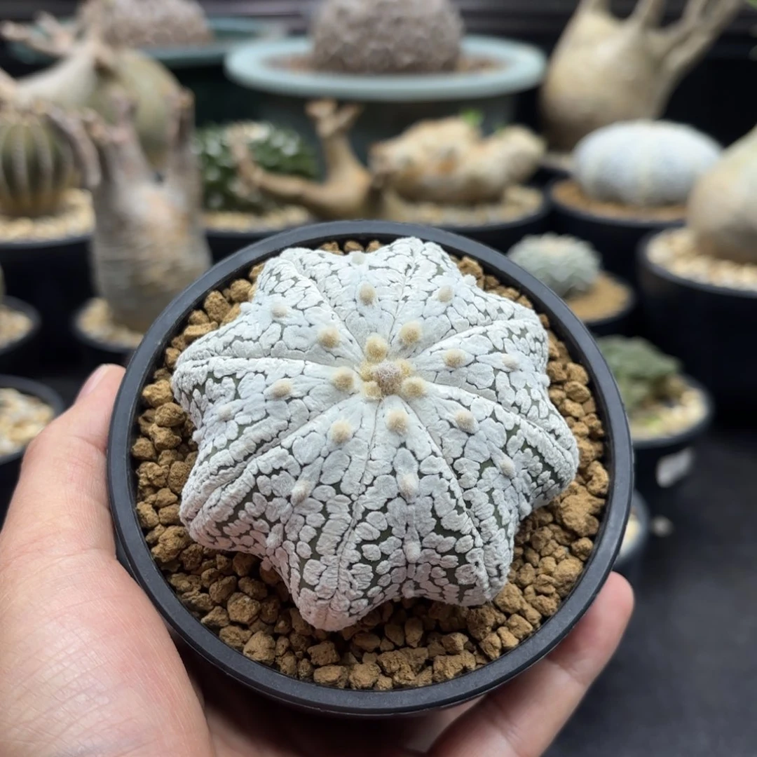 实生海星超兜带盆