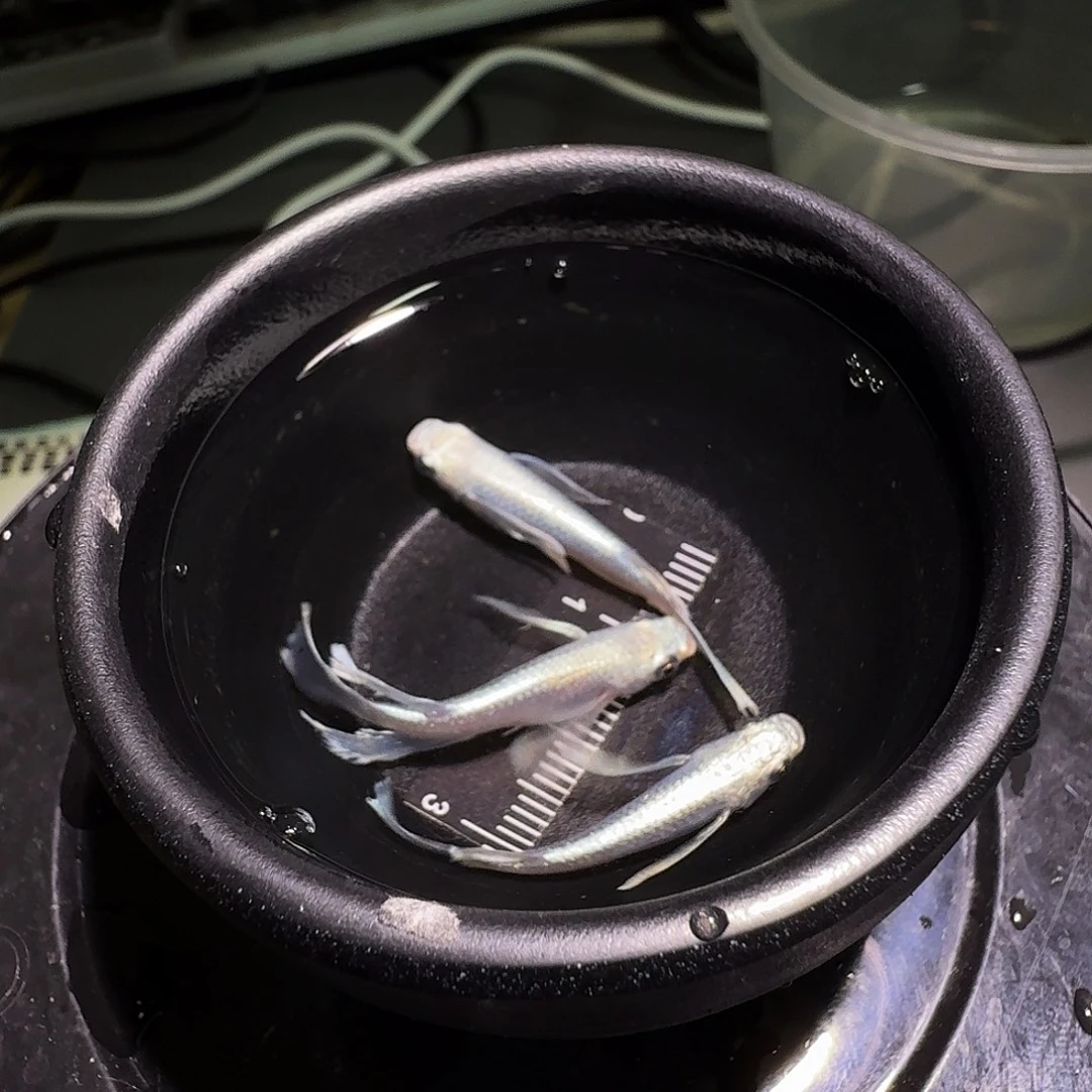 青鳉鱼一物一拍105