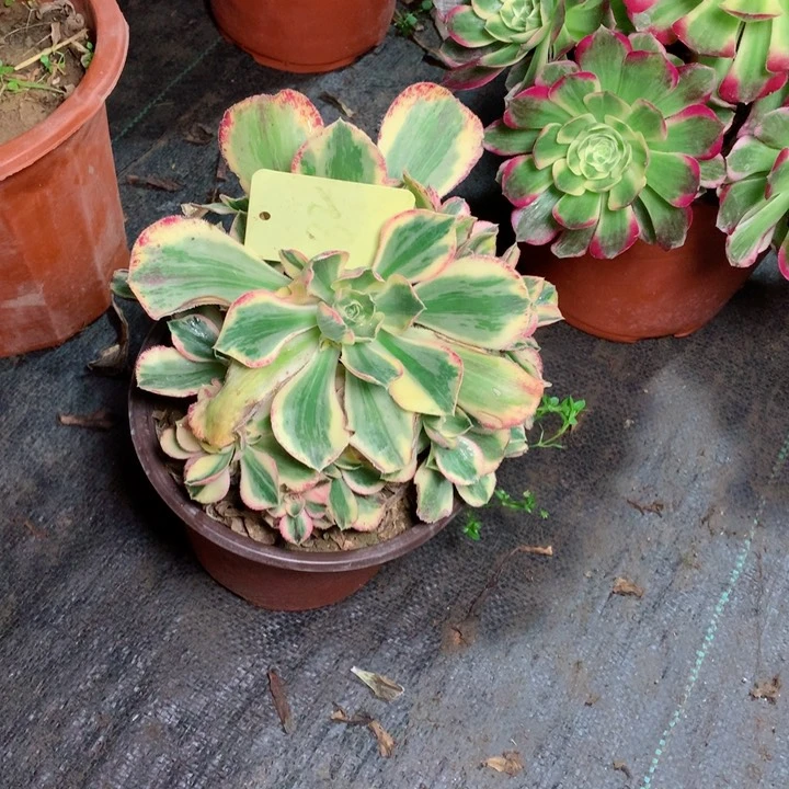 82青花瓷多肉一物一拍