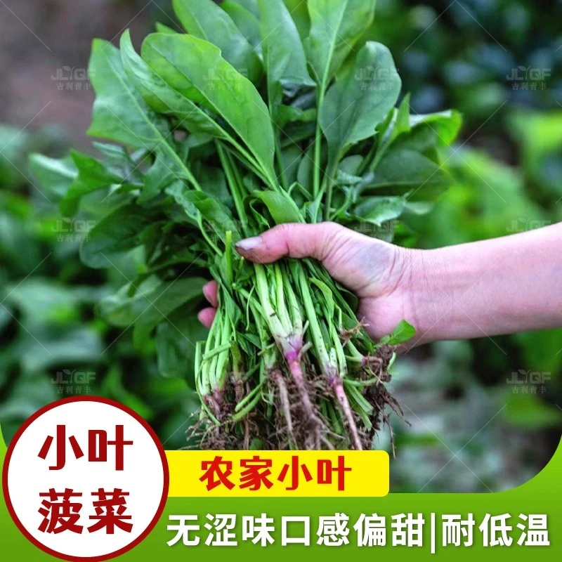 【满5包包邮】耐热小叶菠菜种子苗春秋波菜种孑农家大田蔬菜籽