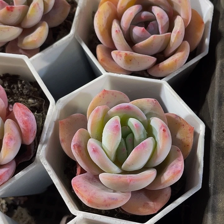 八角盆风城带盆土发