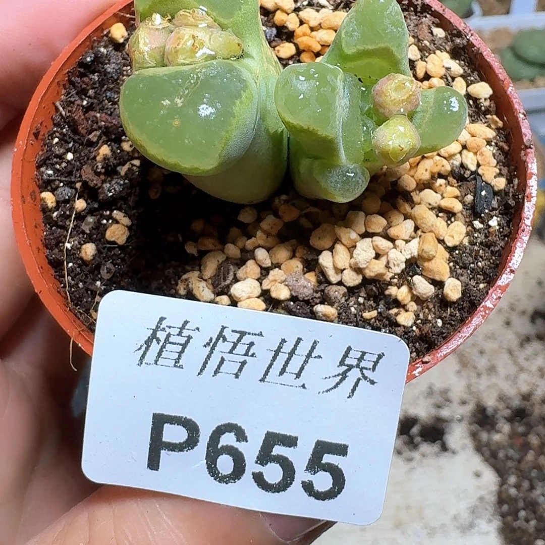 655盒多肉植物f fh