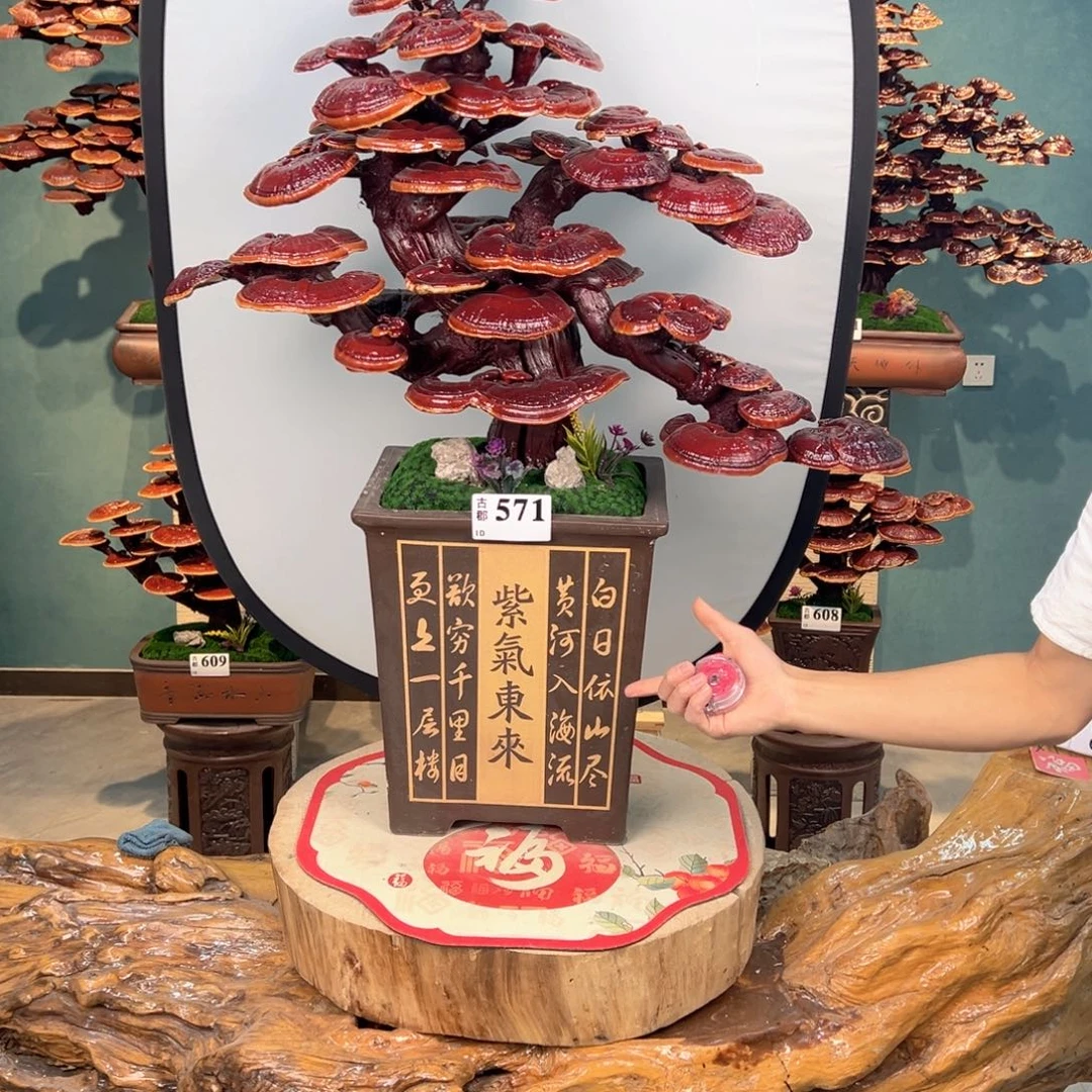 无花朵888888888888