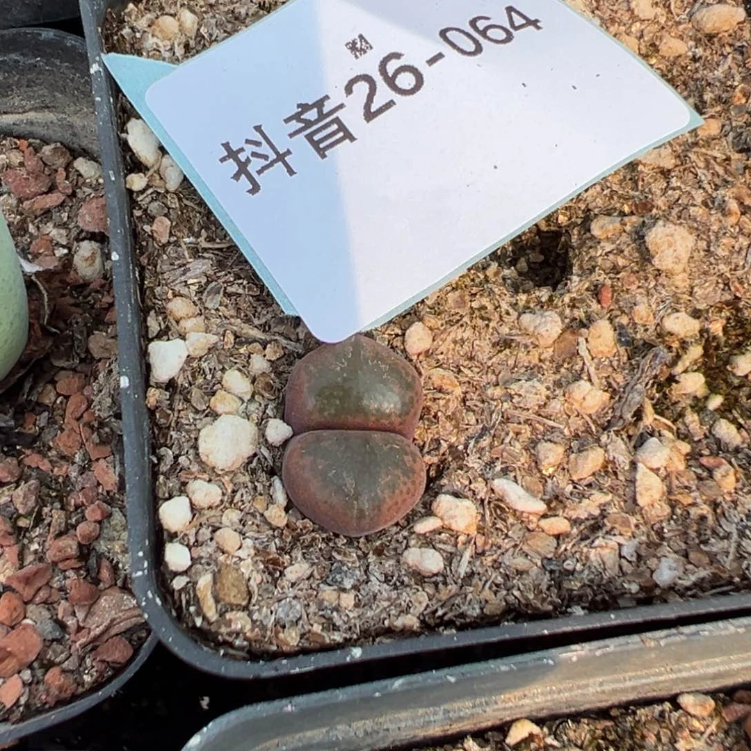 26-64肉锥多肉植物，