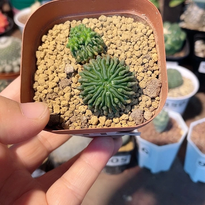 01蝌蚪仙人球植物