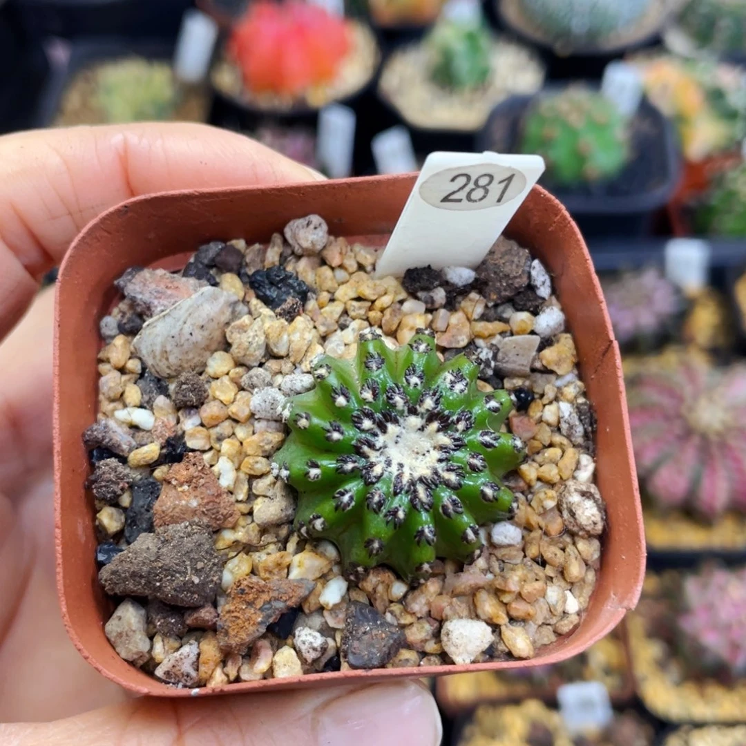 盆5公分满25包邮裸根发货