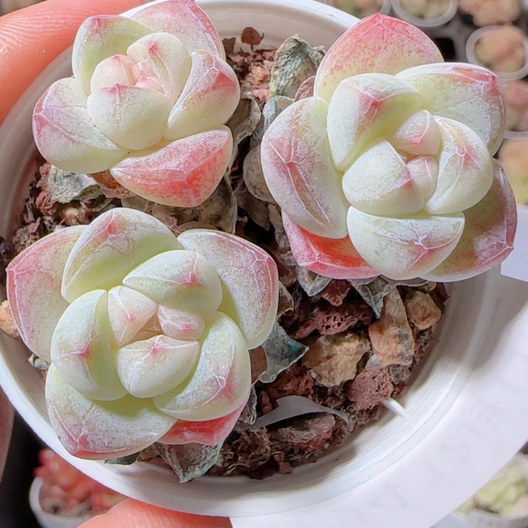 ****～花语多肉1211-194奶油冰玉