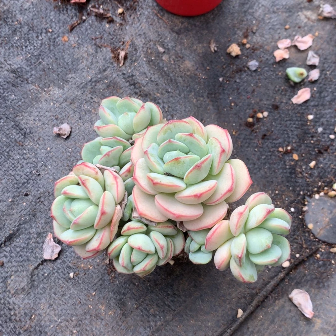 你要的不是这样做才可以