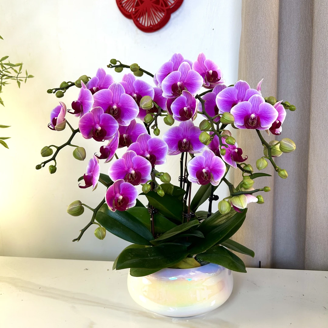 【超级宝贝-蝴蝶兰】 轻奢 中式 禅意 绿植盆栽 年宵花