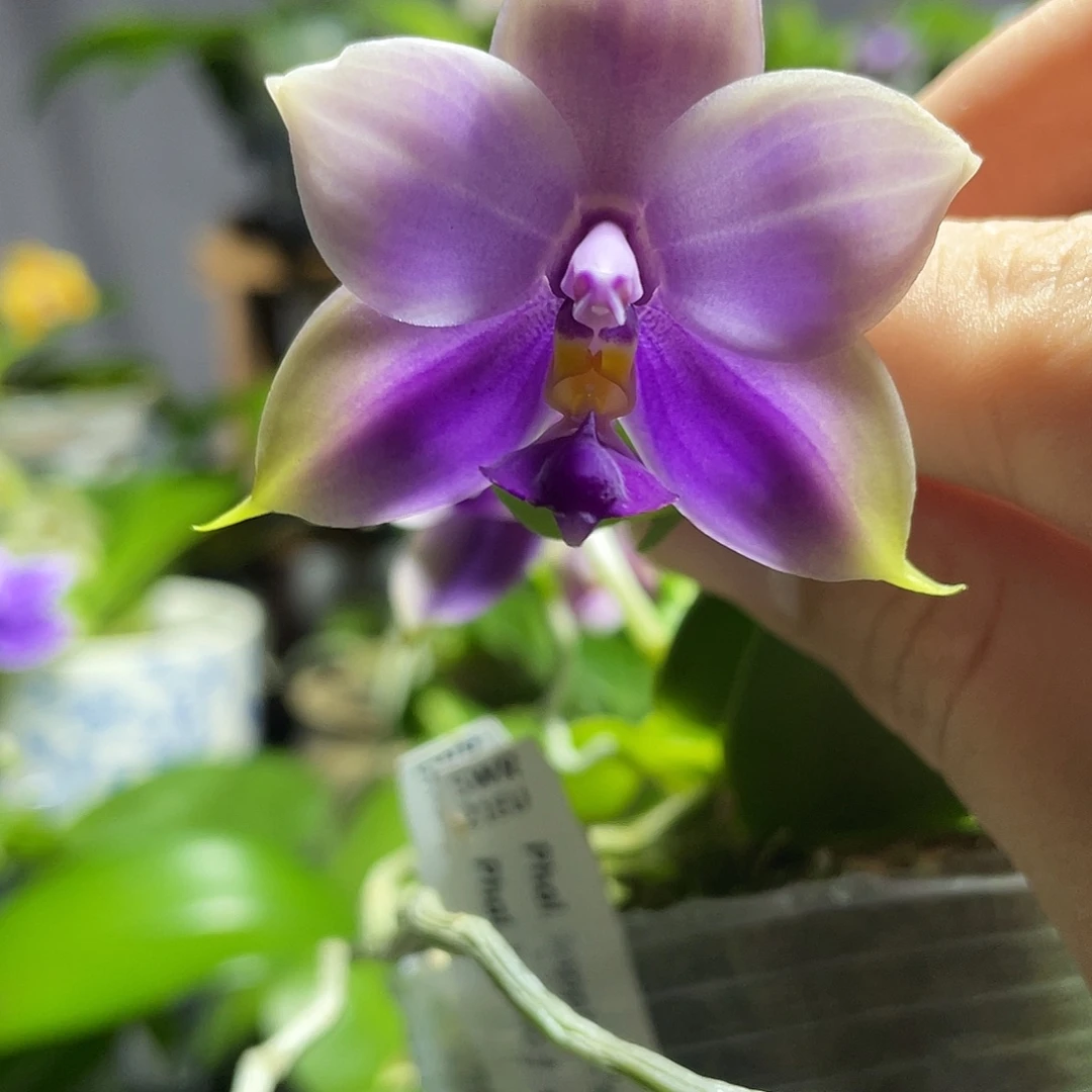 完全开放121叶瑕花期不保