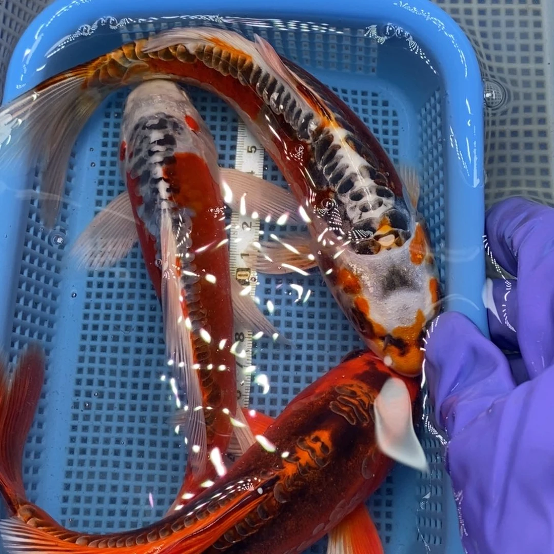 锦鲤冷水锦鲤包邮