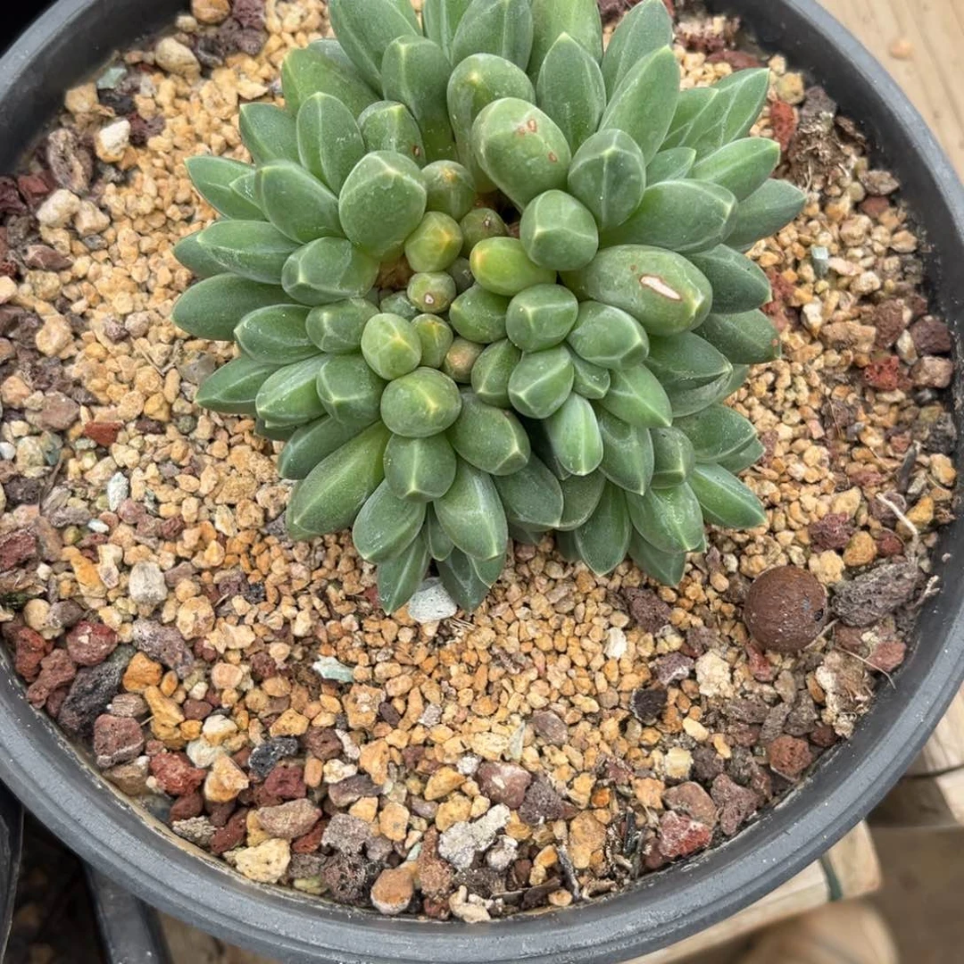 ****天多肉植物申公豹多肉