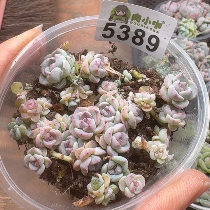 多肉植物多肉植物