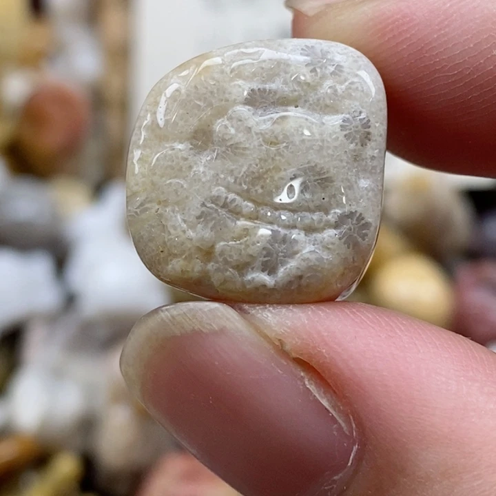 颈饰未镶嵌硅化珊瑚（珊瑚玉）小