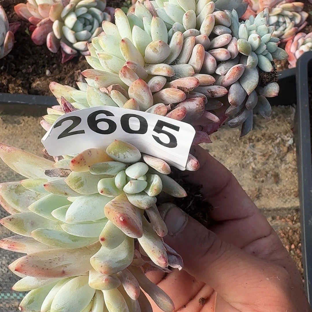 彩*Q288228822828282