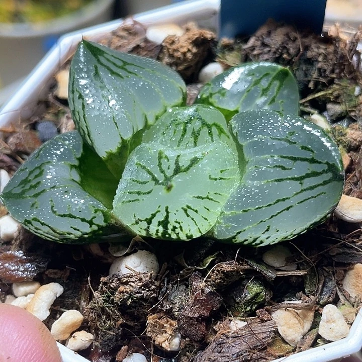 520巨大化虞美人福利一物