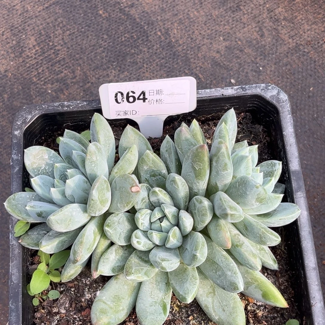 黛拉多肉植物64号