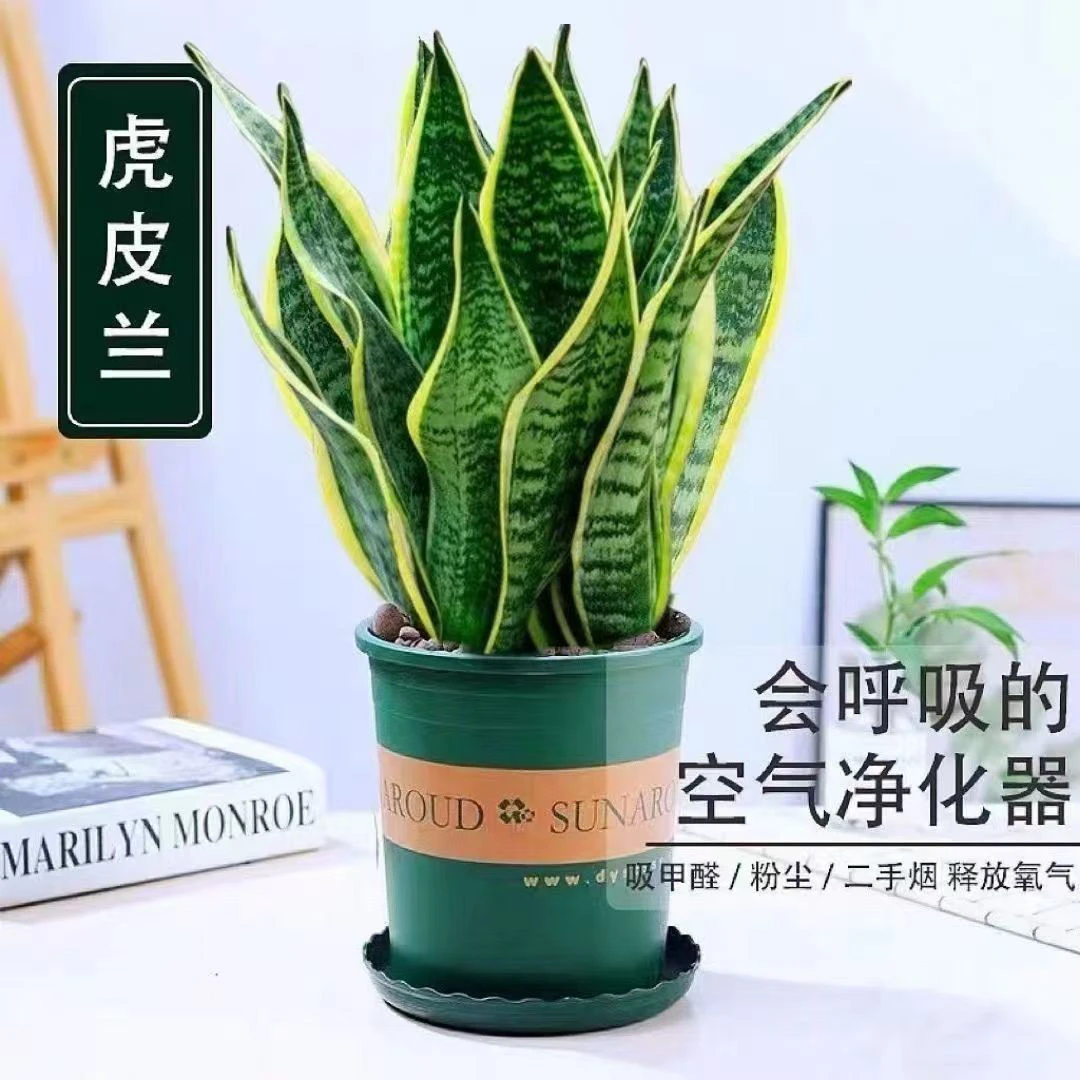 金边虎皮兰新房送礼植物室内阳台客厅盆栽吸甲醛四季常青好养绿植