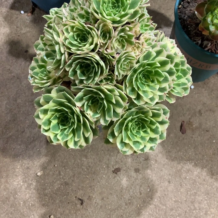 801芳华多肉植物特价
