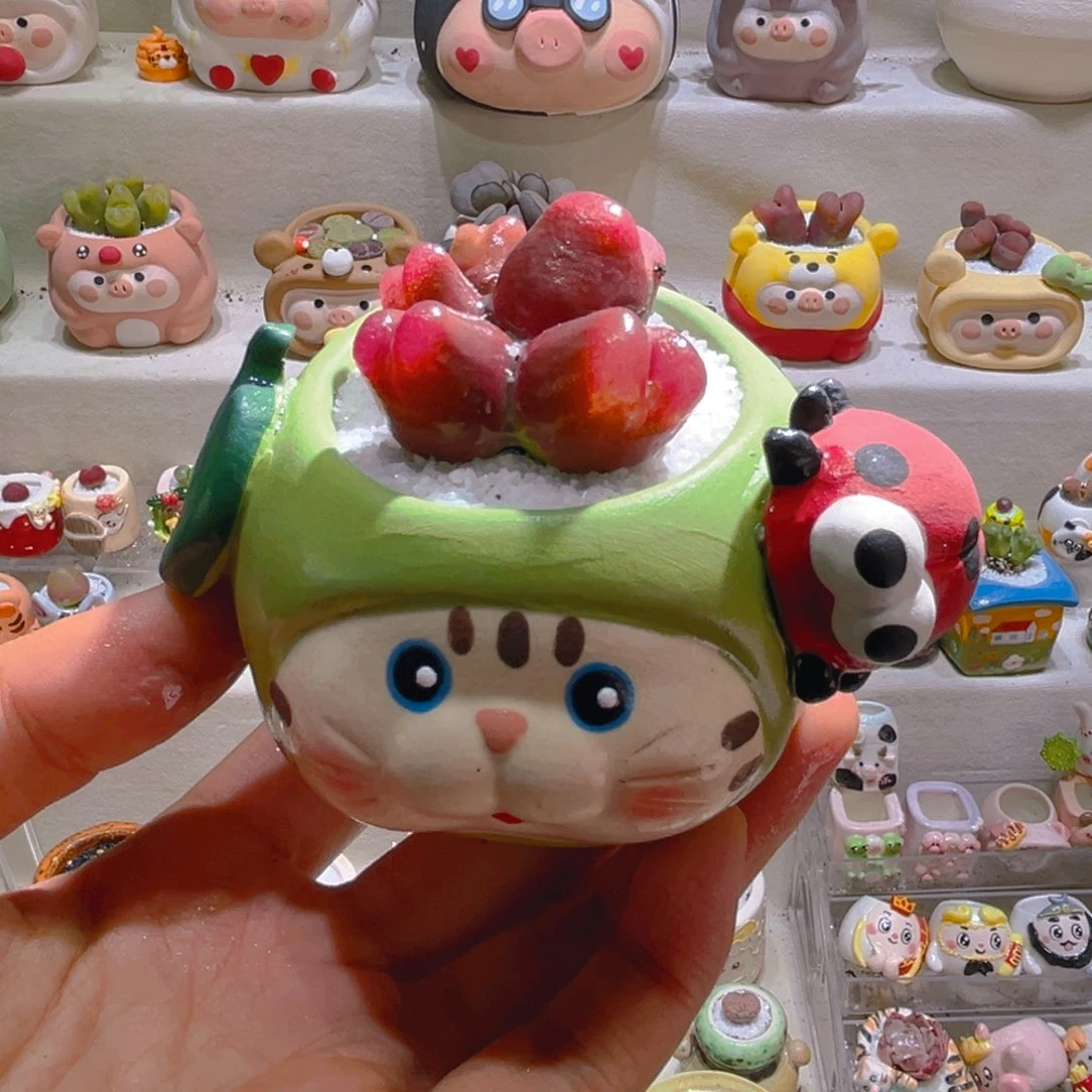 055高端多肉带盆土一套78