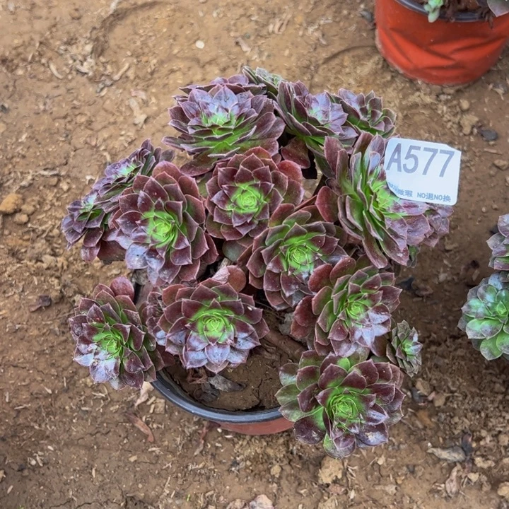 赤炎链多肉植物577.