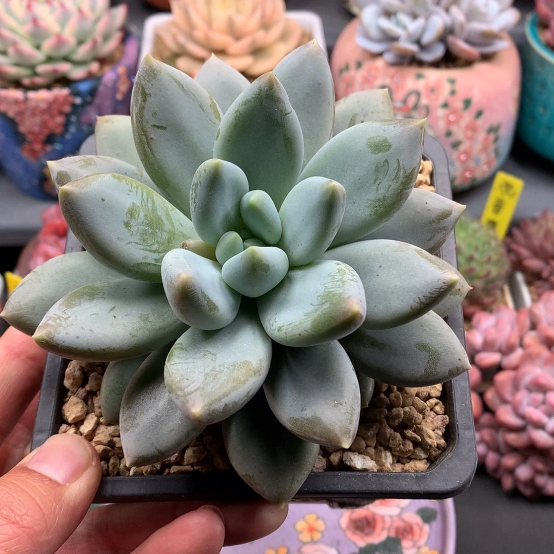 我们家的小仙女们