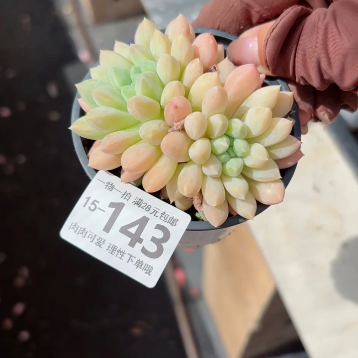 星空美人无盆土发货多肉多