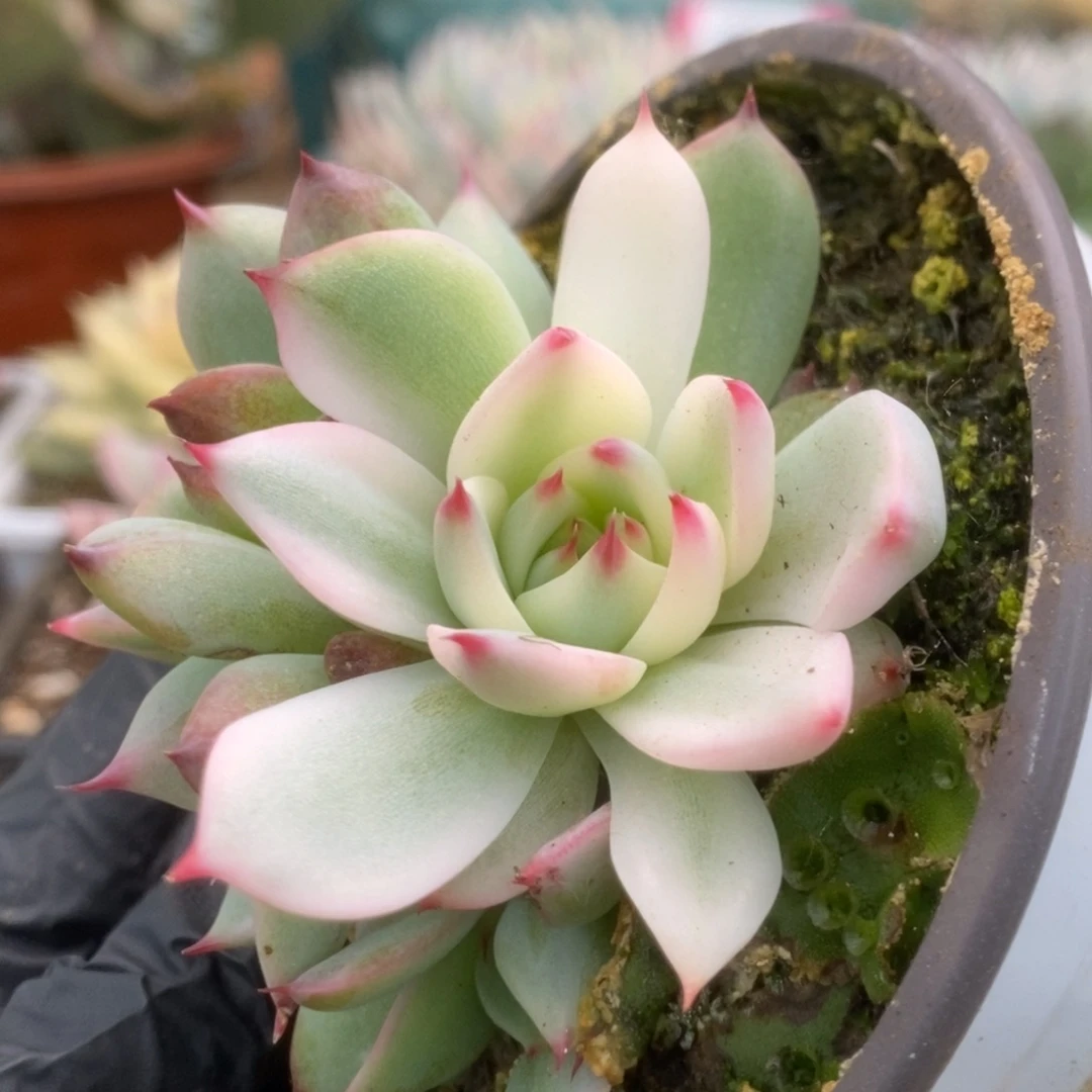 124锦锦锦锦锦锦锦