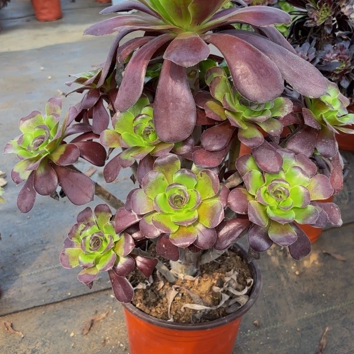 瑞妈多肉园艺514巫毒