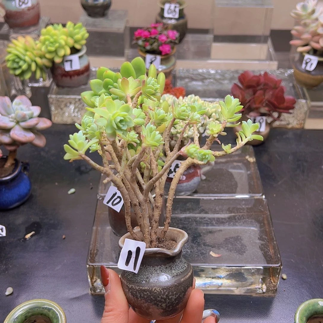 无铅玻璃青*花钱花钱花钱花钱