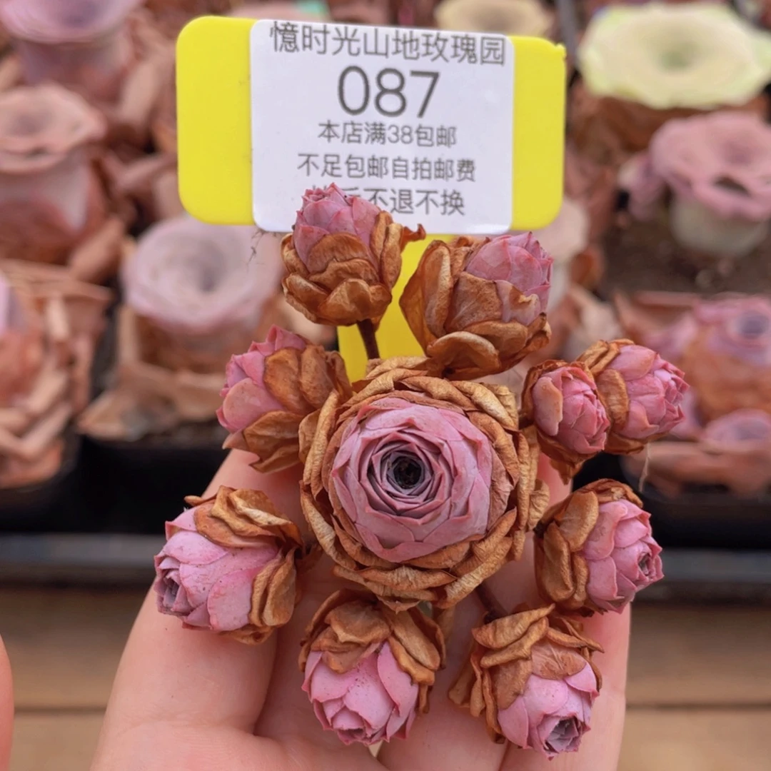 山地玫瑰087满38包邮偏远地区除外裸根发货
