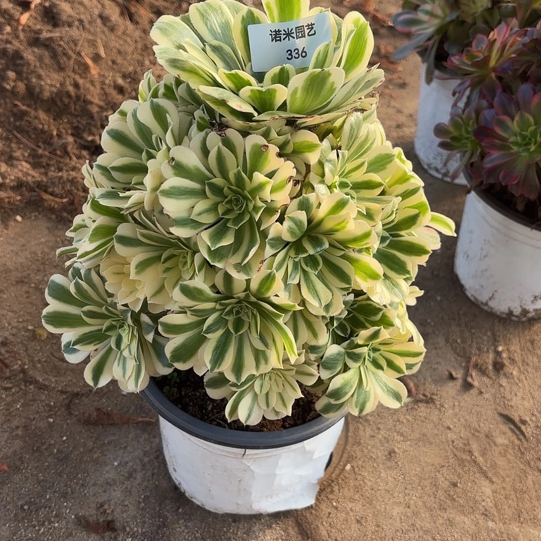 迈巴赫手捧多肉植物336