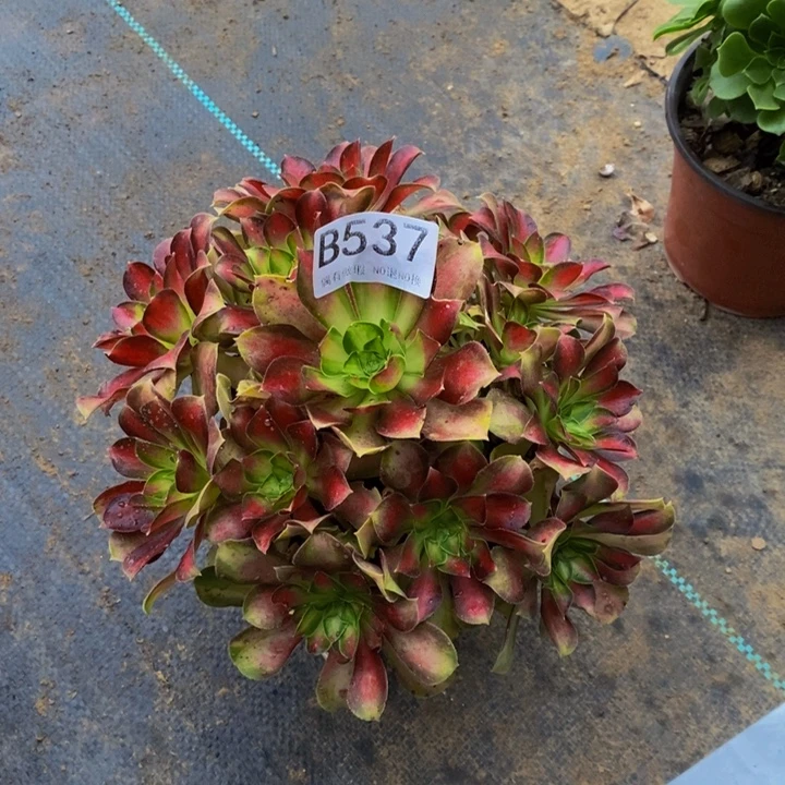 笑***生少华537。