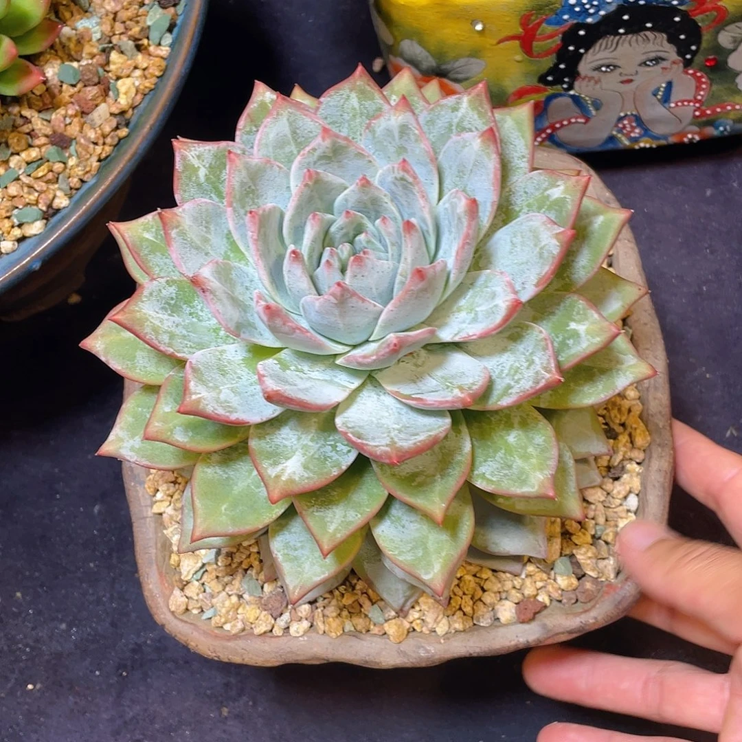 多肉植物脱土包邮
