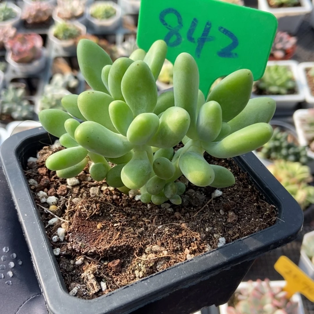 842芒果奶多肉植物