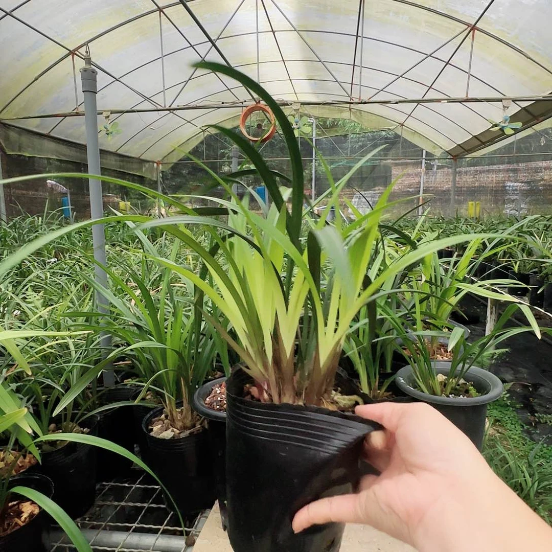 全部花苞市长红8个苗带5花