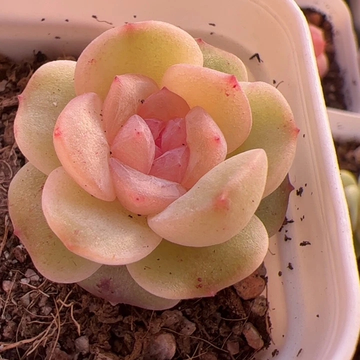 一物一拍啊啊啊啊啊啊