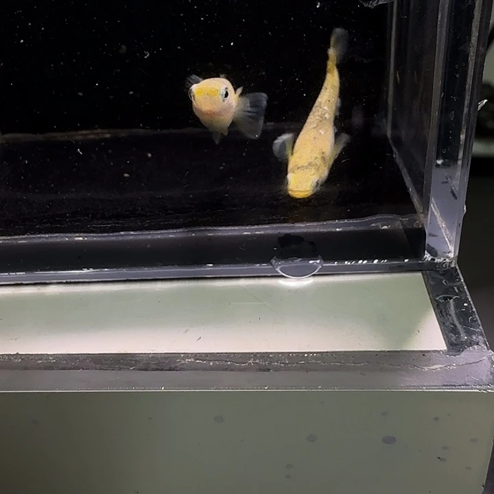 青鳉鱼一物一拍638