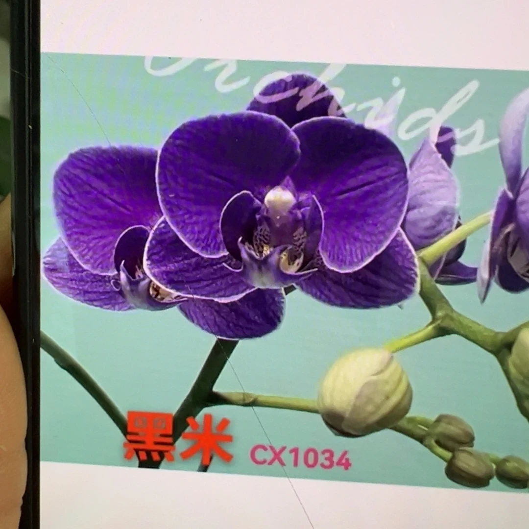 当前无花栽培后可以开花壮苗黑米新苗凑单发货一颗不发货