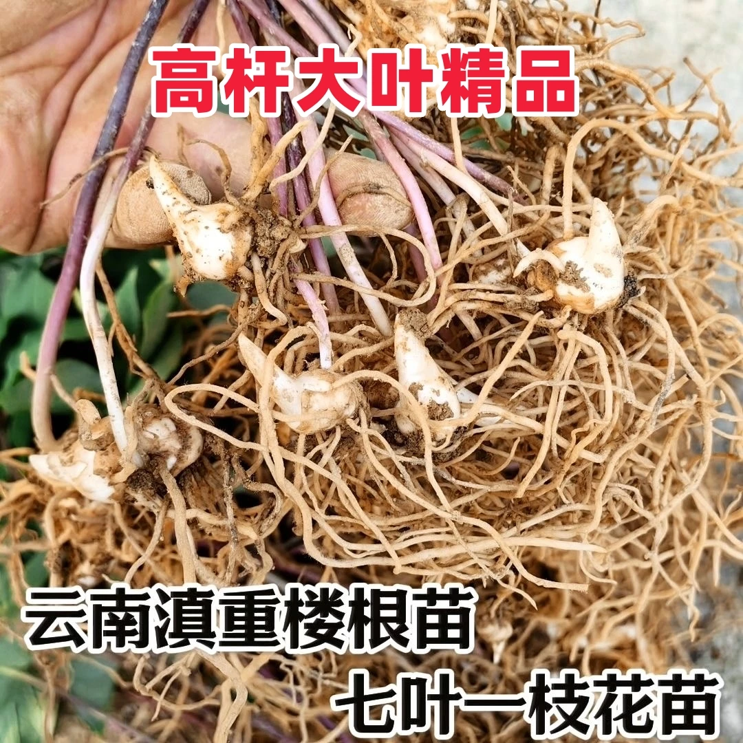 云南滇重楼七叶一枝花种苗种球可种植食用两年三年种苗基地直发