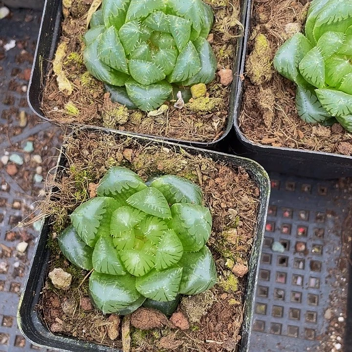 冰川玉露带盆土发货