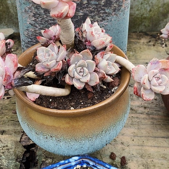 红粉佳人整无砍多肉